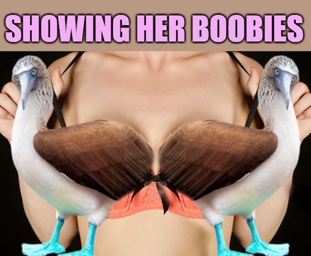 lady with her boobies out | SHOWING HER BOOBIES | image tagged in boobies,kewlew | made w/ Imgflip meme maker