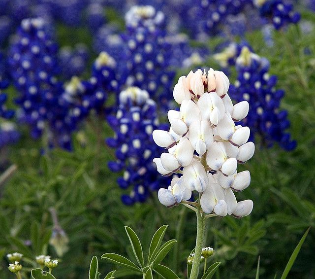 Bluebonnet flowers with one white JPP Blank Meme Template