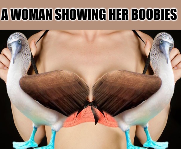 A Woman showing her Boobies | A WOMAN SHOWING HER BOOBIES | image tagged in boobies,kewlew | made w/ Imgflip meme maker
