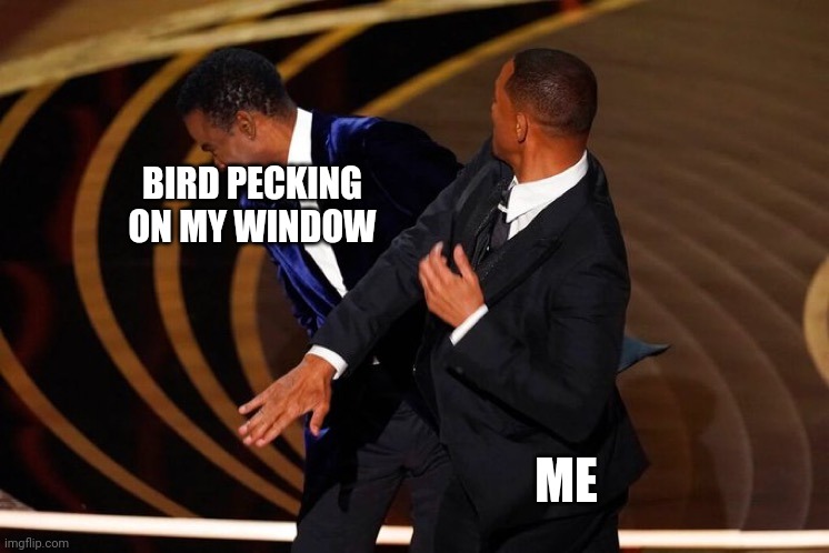 Birds peck stinks | BIRD PECKING ON MY WINDOW; ME | image tagged in will smith slap | made w/ Imgflip meme maker