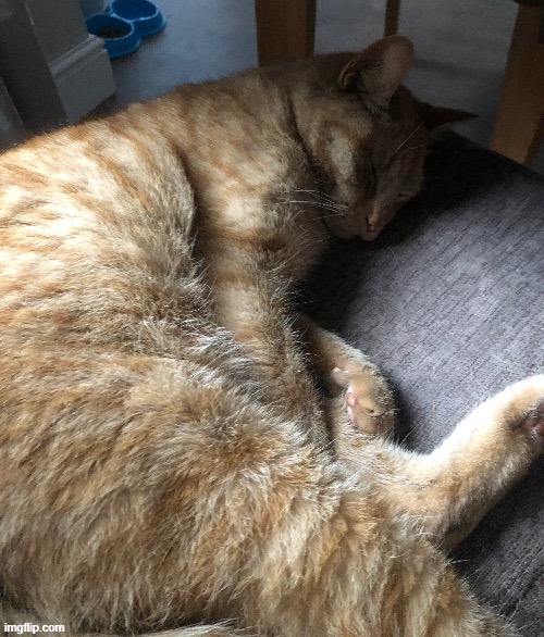 To spread positivity, here's my cat as well | made w/ Imgflip meme maker