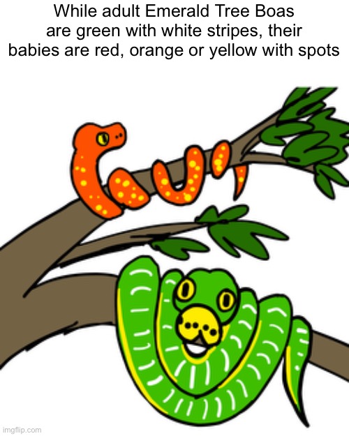 day 1 of badly drawing snakes | While adult Emerald Tree Boas are green with white stripes, their babies are red, orange or yellow with spots | image tagged in snek,snakes,snake | made w/ Imgflip meme maker