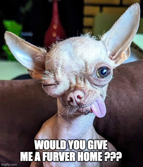 Furever Home | WOULD YOU GIVE ME A FURVER HOME ??? | image tagged in chihuahua | made w/ Imgflip meme maker