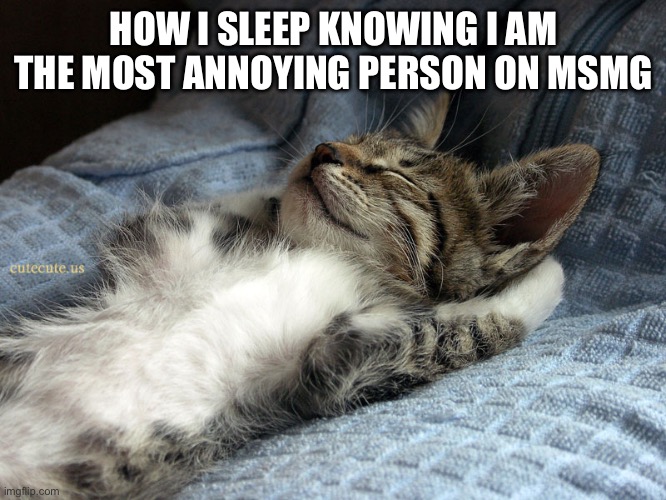 sleeping cat | HOW I SLEEP KNOWING I AM THE MOST ANNOYING PERSON ON MSMG | image tagged in sleeping cat | made w/ Imgflip meme maker