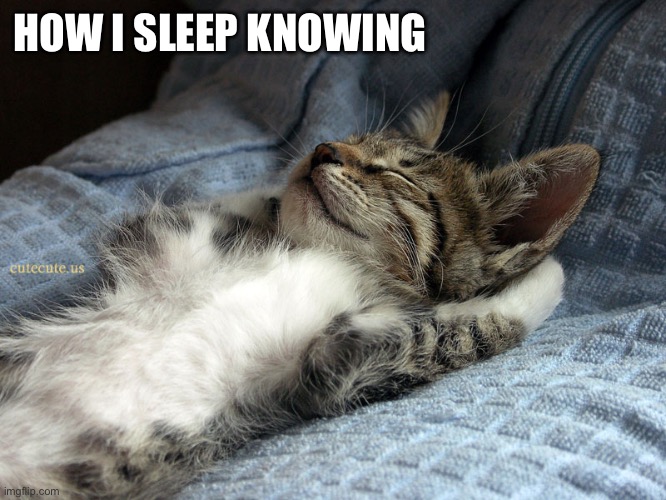 sleeping cat | HOW I SLEEP KNOWING | image tagged in sleeping cat | made w/ Imgflip meme maker
