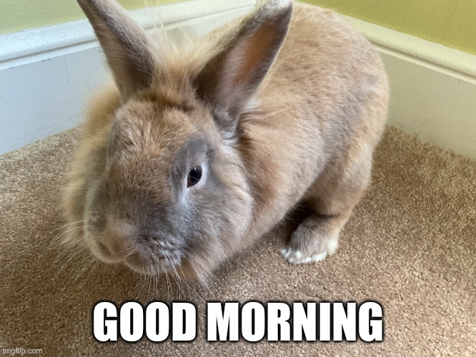 GOOD MORNING | image tagged in msmg | made w/ Imgflip meme maker