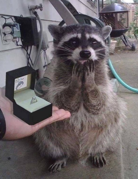 High Quality Raccoon marriage proposal Blank Meme Template