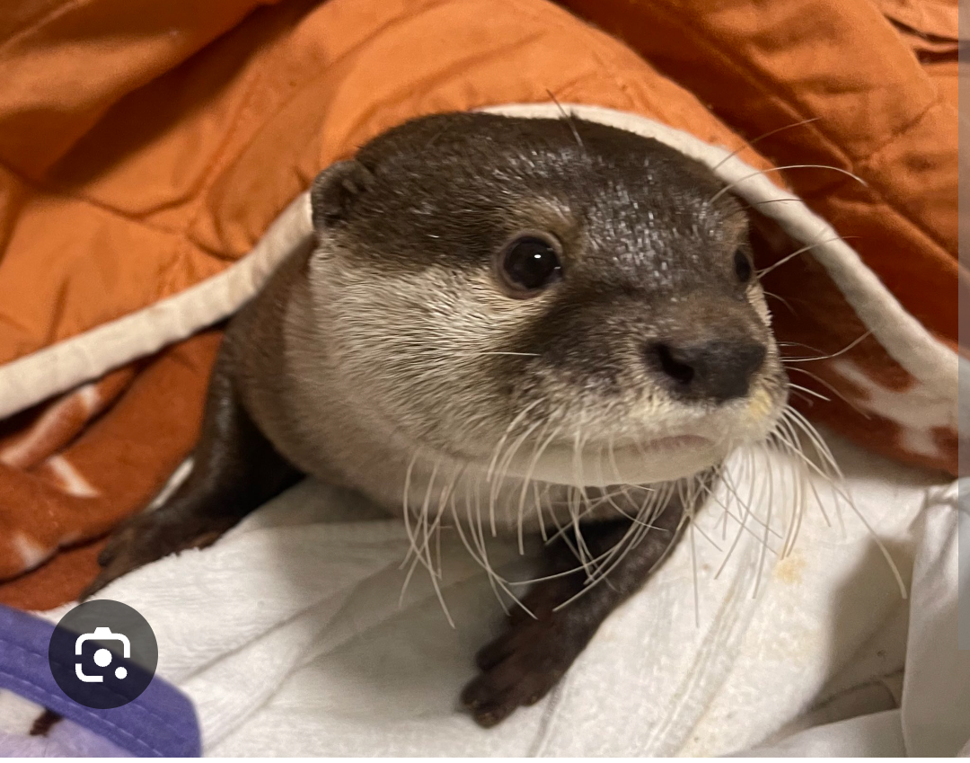 Yuki Picture Blank Meme Template