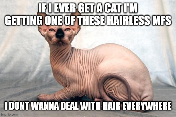 Hairless cat | IF I EVER GET A CAT I'M GETTING ONE OF THESE HAIRLESS MFS; I DONT WANNA DEAL WITH HAIR EVERYWHERE | image tagged in hairless cat | made w/ Imgflip meme maker