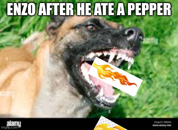 ENZO AFTER HE ATE A PEPPER | image tagged in funny | made w/ Imgflip meme maker