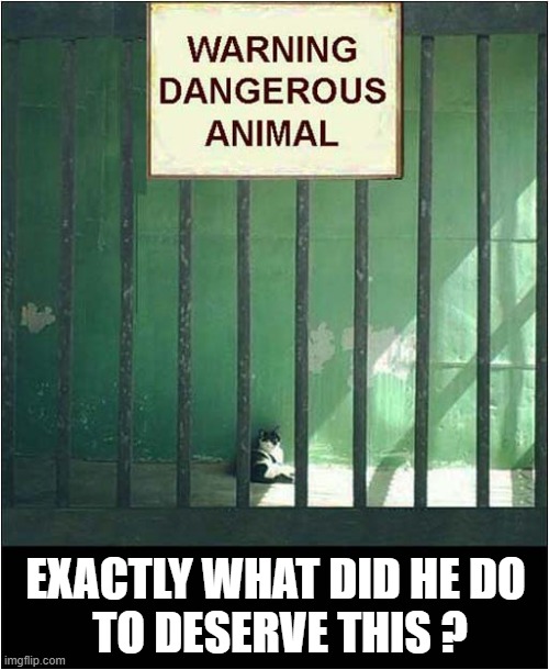 Be Afraid ... Very Afraid ! | EXACTLY WHAT DID HE DO
 TO DESERVE THIS ? | image tagged in cats,dangerous,cage | made w/ Imgflip meme maker
