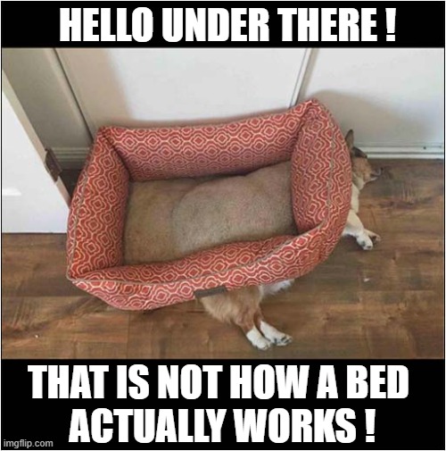 Dog Doesn't Care ! | HELLO UNDER THERE ! THAT IS NOT HOW A BED
 ACTUALLY WORKS ! | image tagged in dogs,bed,misuse | made w/ Imgflip meme maker