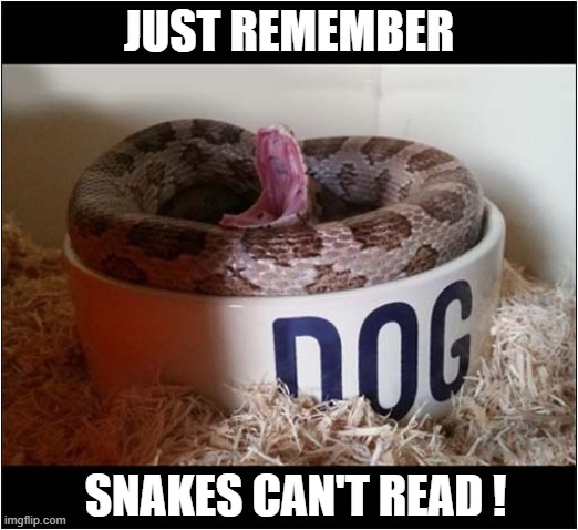 Illiterate Reptiles ! | JUST REMEMBER; SNAKES CAN'T READ ! | image tagged in snake,dog bowl,illiterate | made w/ Imgflip meme maker