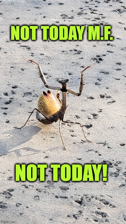NOT TODAY MOTHER FU@KER! | NOT TODAY M.F. NOT TODAY! | image tagged in praying mantis,mantis,not today,motherfucker,enough is enough | made w/ Imgflip meme maker