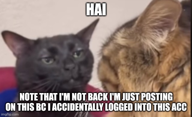 Black cat zoning out | HAI; NOTE THAT I'M NOT BACK I'M JUST POSTING ON THIS BC I ACCIDENTALLY LOGGED INTO THIS ACC | image tagged in black cat zoning out | made w/ Imgflip meme maker