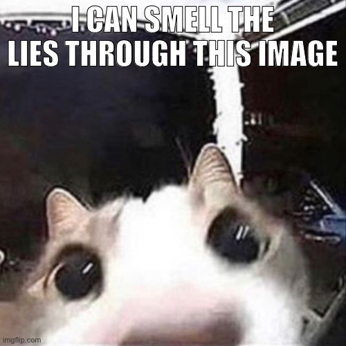 Cat sniff | I CAN SMELL THE LIES THROUGH THIS IMAGE | image tagged in cat sniff | made w/ Imgflip meme maker