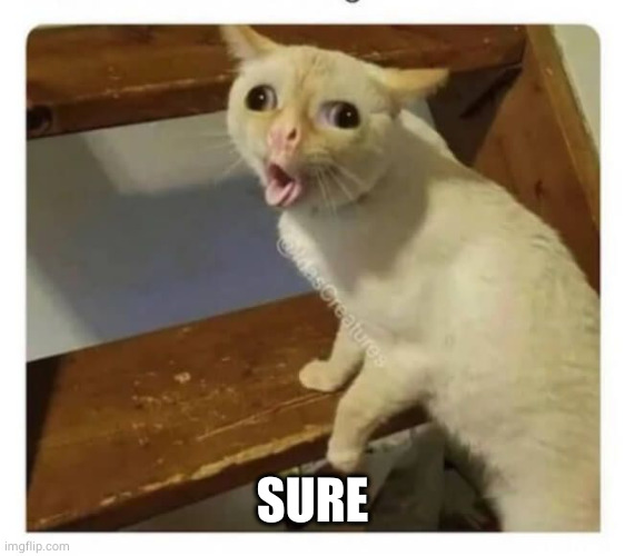 Coughing Cat | SURE | image tagged in coughing cat | made w/ Imgflip meme maker