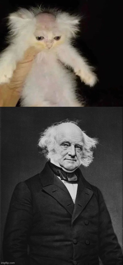 same difference | image tagged in cat bald,martin van buren | made w/ Imgflip meme maker