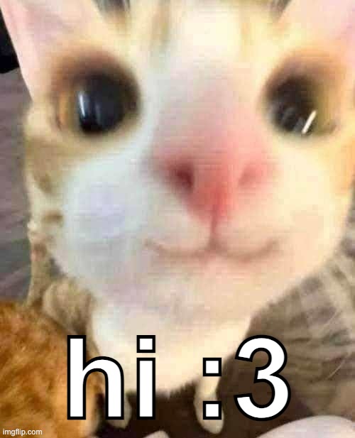 hi | hi :3 | image tagged in cat,cats,orange,cute cat,kawaii,cute | made w/ Imgflip meme maker