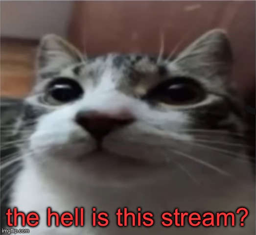 the hell is this stream? | made w/ Imgflip meme maker