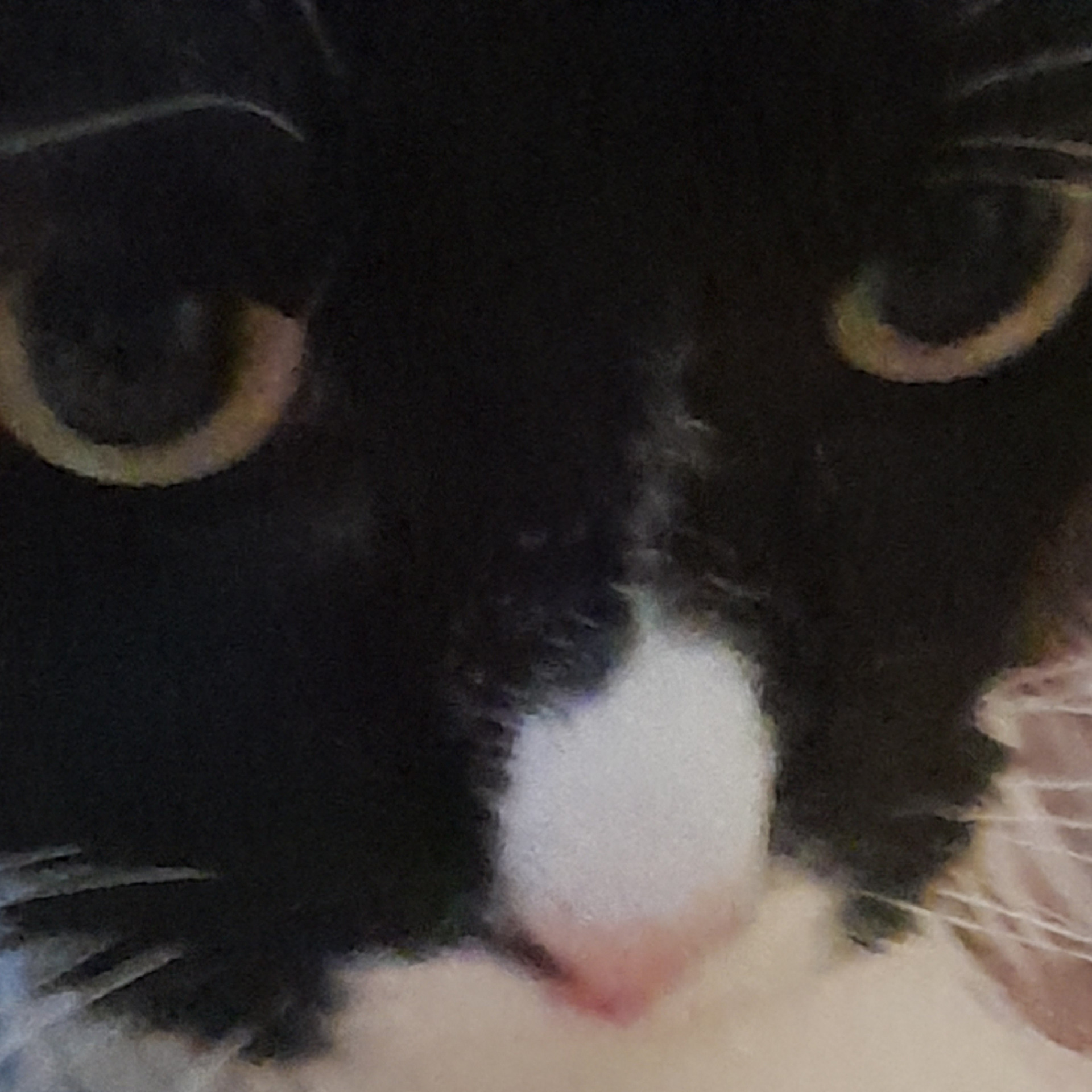 High Quality My cat Blank Meme Template