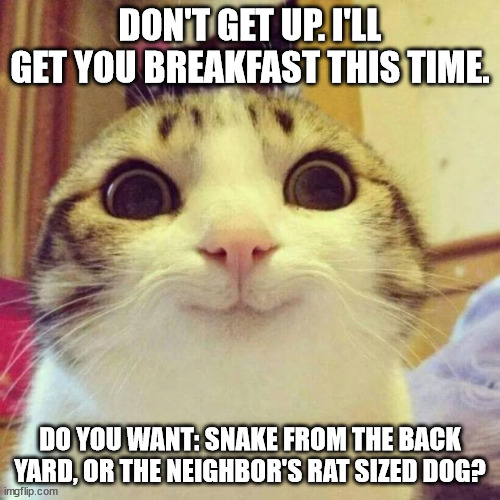 Smiling Cat | DON'T GET UP. I'LL GET YOU BREAKFAST THIS TIME. DO YOU WANT: SNAKE FROM THE BACK YARD, OR THE NEIGHBOR'S RAT SIZED DOG? | image tagged in memes,smiling cat,cathumor,pethumor | made w/ Imgflip meme maker