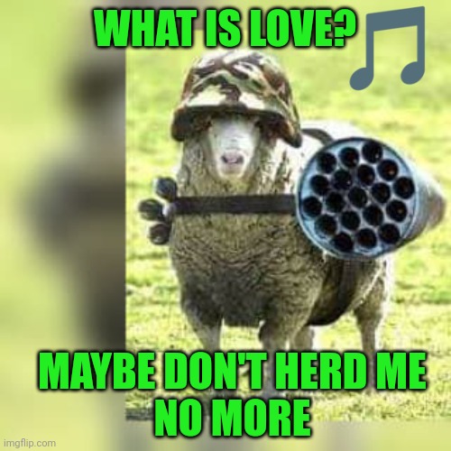 military sheep | WHAT IS LOVE? MAYBE DON'T HERD ME
NO MORE | image tagged in military sheep | made w/ Imgflip meme maker