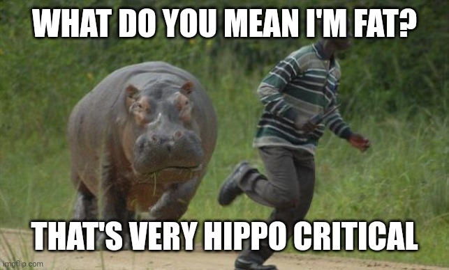 hippo chase | WHAT DO YOU MEAN I'M FAT? THAT'S VERY HIPPO CRITICAL | image tagged in hippo chase | made w/ Imgflip meme maker