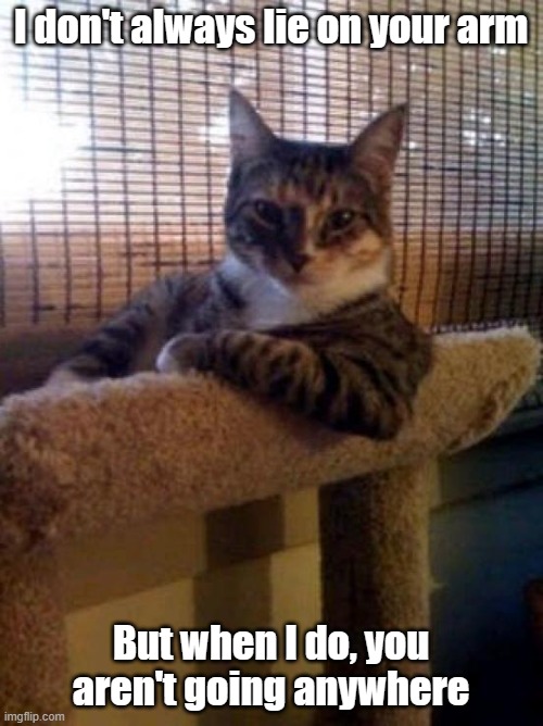 The Most Interesting Cat In The World Meme | I don't always lie on your arm But when I do, you aren't going anywhere | image tagged in memes,the most interesting cat in the world | made w/ Imgflip meme maker