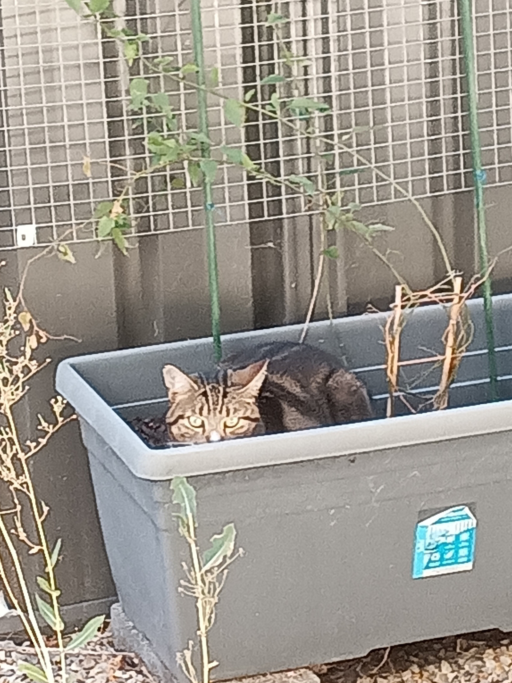 Cat in a plant tub Blank Meme Template