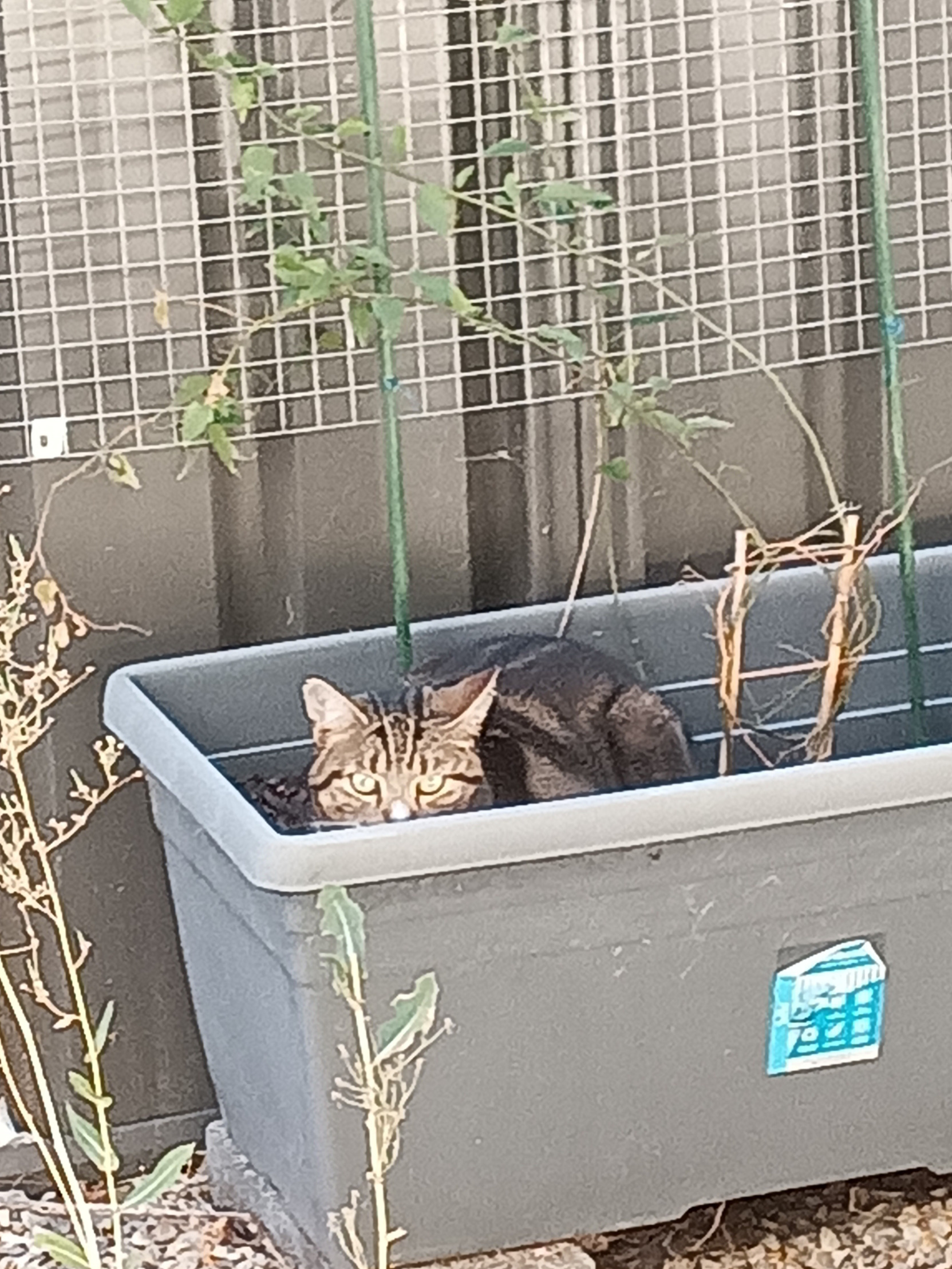High Quality Cat in a plant tub Blank Meme Template