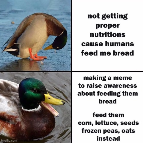 image tagged in ducks,memes | made w/ Imgflip meme maker