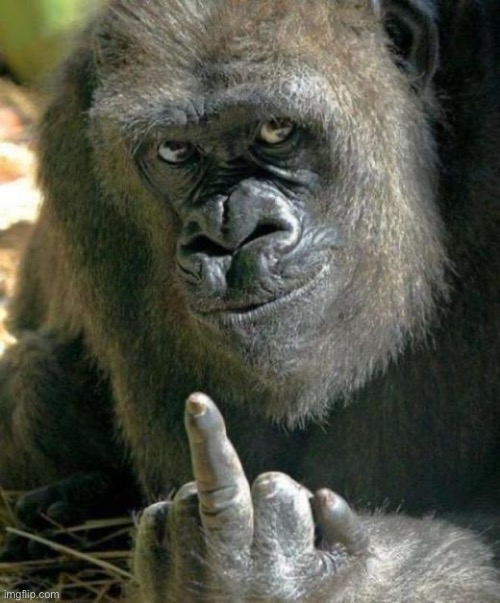 image tagged in gorilla middle finger | made w/ Imgflip meme maker
