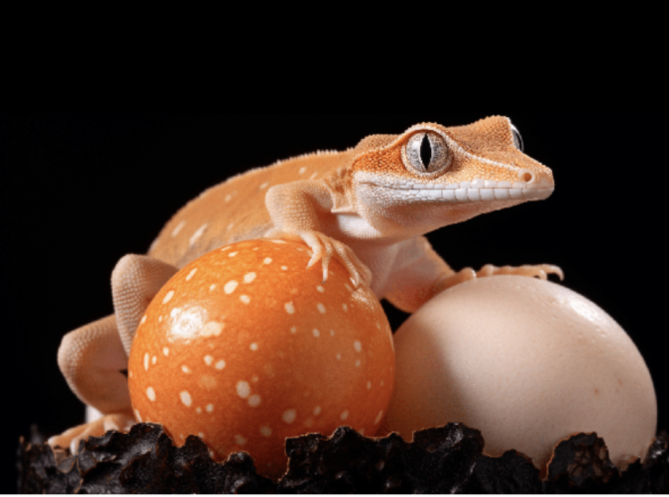 Gecko with eggs Blank Meme Template