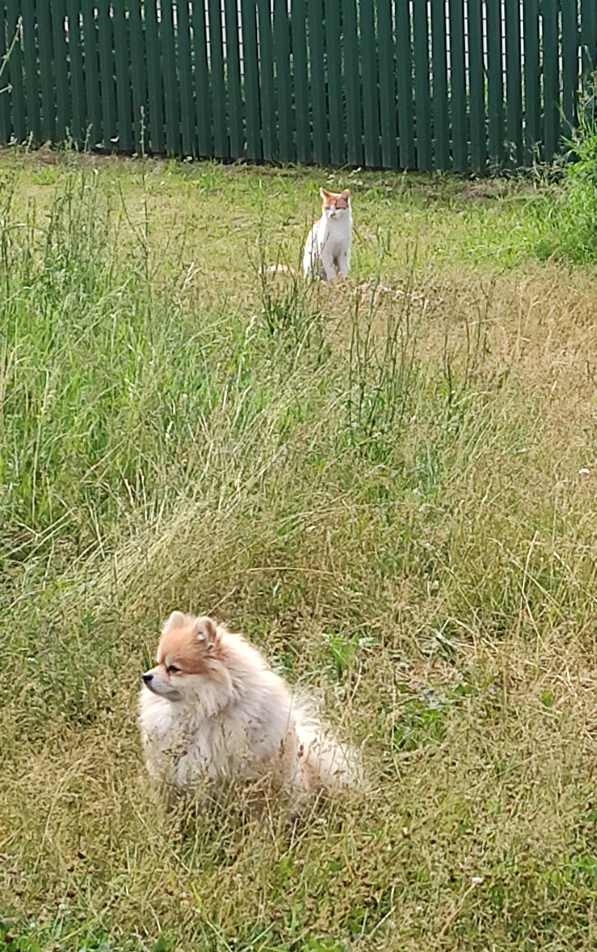 do you hear? Blank Meme Template