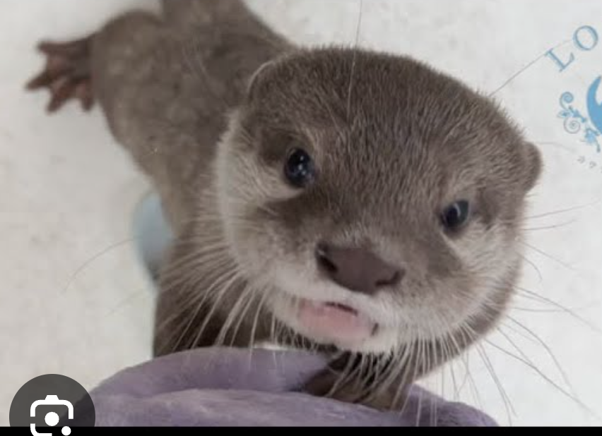 Tororo Image Blank Meme Template