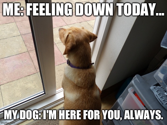 We don’t deserve them | ME: FEELING DOWN TODAY... MY DOG: I'M HERE FOR YOU, ALWAYS. | image tagged in watching dog | made w/ Imgflip meme maker