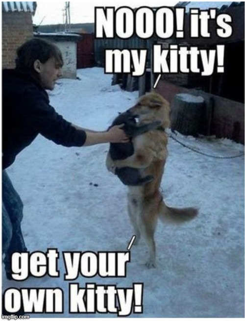 kitty meme | image tagged in dogs an cats | made w/ Imgflip meme maker