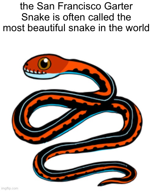 Day 2 of badly drawing snakes | the San Francisco Garter Snake is often called the most beautiful snake in the world | made w/ Imgflip meme maker