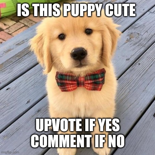 hello | IS THIS PUPPY CUTE; UPVOTE IF YES
COMMENT IF NO | image tagged in hello | made w/ Imgflip meme maker