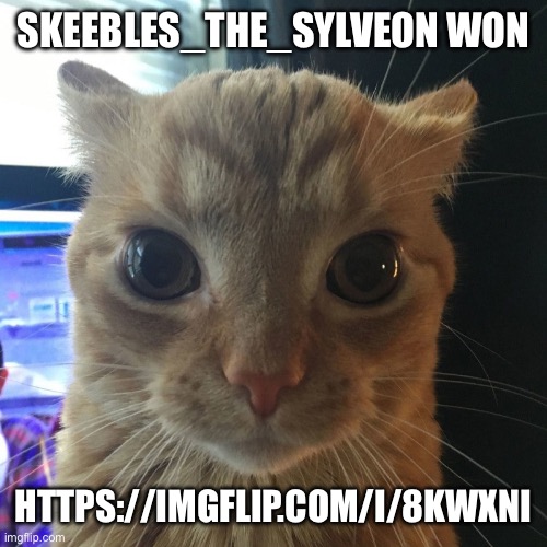 Silly Orange Cat | SKEEBLES_THE_SYLVEON WON; HTTPS://IMGFLIP.COM/I/8KWXNI | image tagged in silly orange cat | made w/ Imgflip meme maker