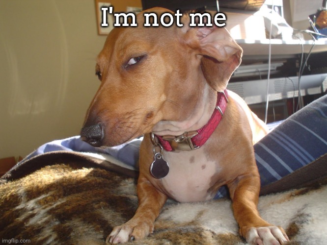 Suspicious Dog | I'm not me | image tagged in suspicious dog | made w/ Imgflip meme maker