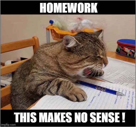 Help Me ! | HOMEWORK; THIS MAKES NO SENSE ! | image tagged in cats,homework,help me,confusion | made w/ Imgflip meme maker