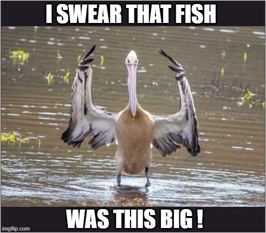 A Typical Tall Tale ! | I SWEAR THAT FISH; WAS THIS BIG ! | image tagged in pelican,fish,boasting | made w/ Imgflip meme maker