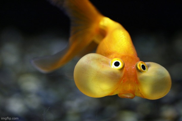 hold your breath goldfish | image tagged in hold your breath goldfish | made w/ Imgflip meme maker