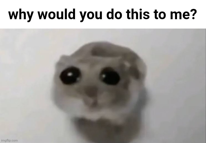 Shitpost | why would you do this to me? | image tagged in sad hamster | made w/ Imgflip meme maker