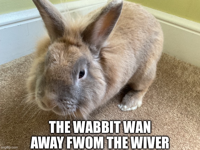 Wabbit | THE WABBIT WAN AWAY FWOM THE WIVER | image tagged in msmg | made w/ Imgflip meme maker