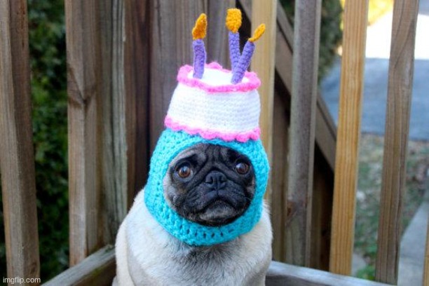 birthday pug | image tagged in birthday pug | made w/ Imgflip meme maker