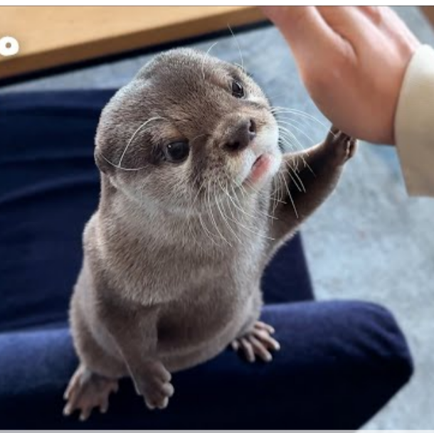 Kotaro High Five Blank Meme Template