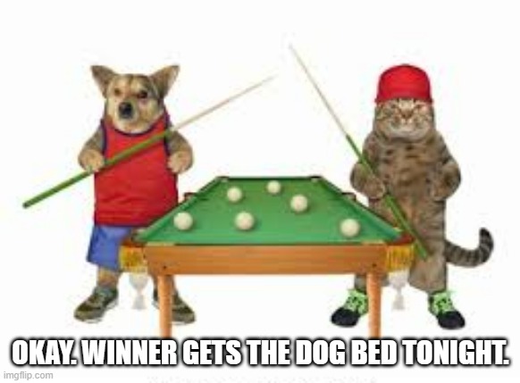meme by Brad cat verses dog playing billiards pool | OKAY. WINNER GETS THE DOG BED TONIGHT. | image tagged in cat,funny,dog,funny cat memes,funny dog memes,humor | made w/ Imgflip meme maker